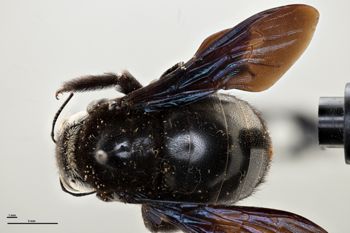 Media type: image;   Entomology 810662 Aspect: habitus dorsal view